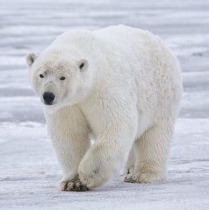 پوست خرس قطبی
