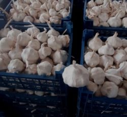 Buying garlic & onion from Iran